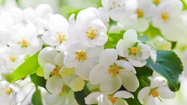 Жасмин можно выращивать в домашних условиях и в открытом грунте