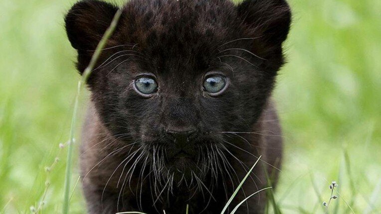 Чёрный тигр