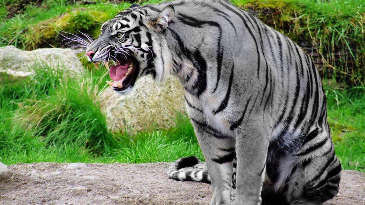  мальтийский голубой тигр