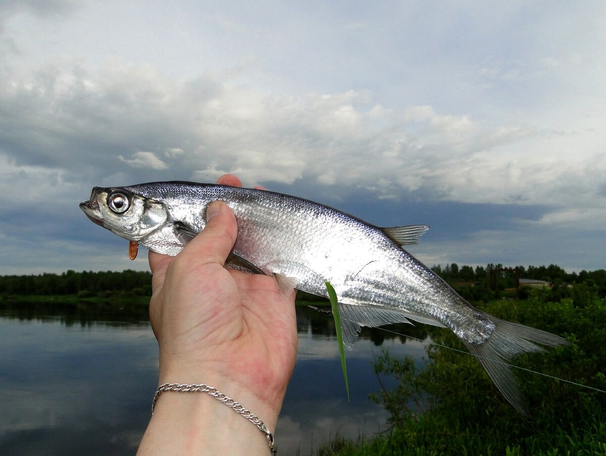 Чехонь рыба. Чехонь Pelecus cultratus. Чехонь Азовская. Речная рыба чехонь.