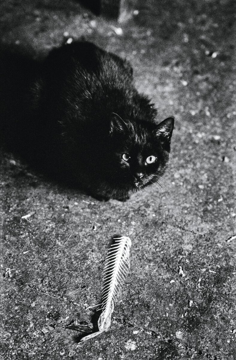 Рыбный рынок, доки Милфорд-Хейвен, 1979 г.