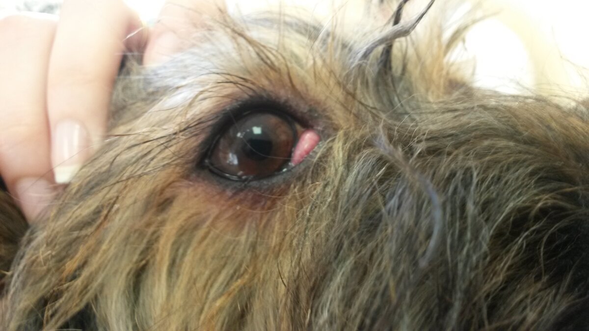 Правый глаз. До операции по вшиванию выпавшего третьего века