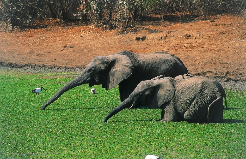 Elephants world. Африканский саванный слон. Африканский слон ареал. Хоботные (млекопитающие). Африканские слоны спят.