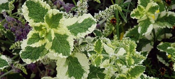 мелисса отпугивает плодожорку