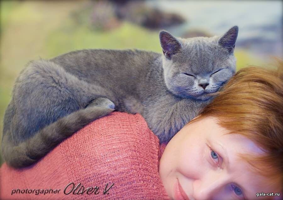 Британский голубой котёнок Barateon High class*RU