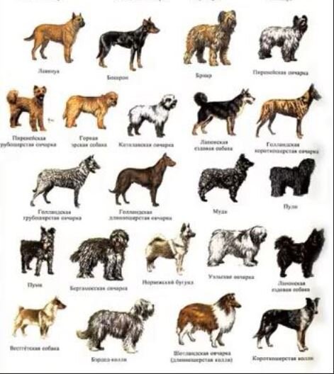 Новый научный взгляд на происхождение собак. | история и география правда  мифы | Дзен