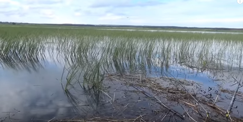 Как сделать окно в камышах