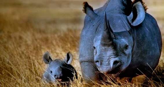 Фото взято из открытого источника в интернете ссылка:http://givotnie.com/wp-content/uploads/2011/04/chernij_nosorog_2.jpg