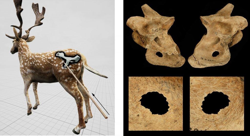 Оцененный угол удара, показанный в отношении стоящего палевого оленя для охотничьего поражения, наблюдаемого в тазу вымершего пахового оленя, убитого неандертальцами на берегу озера 