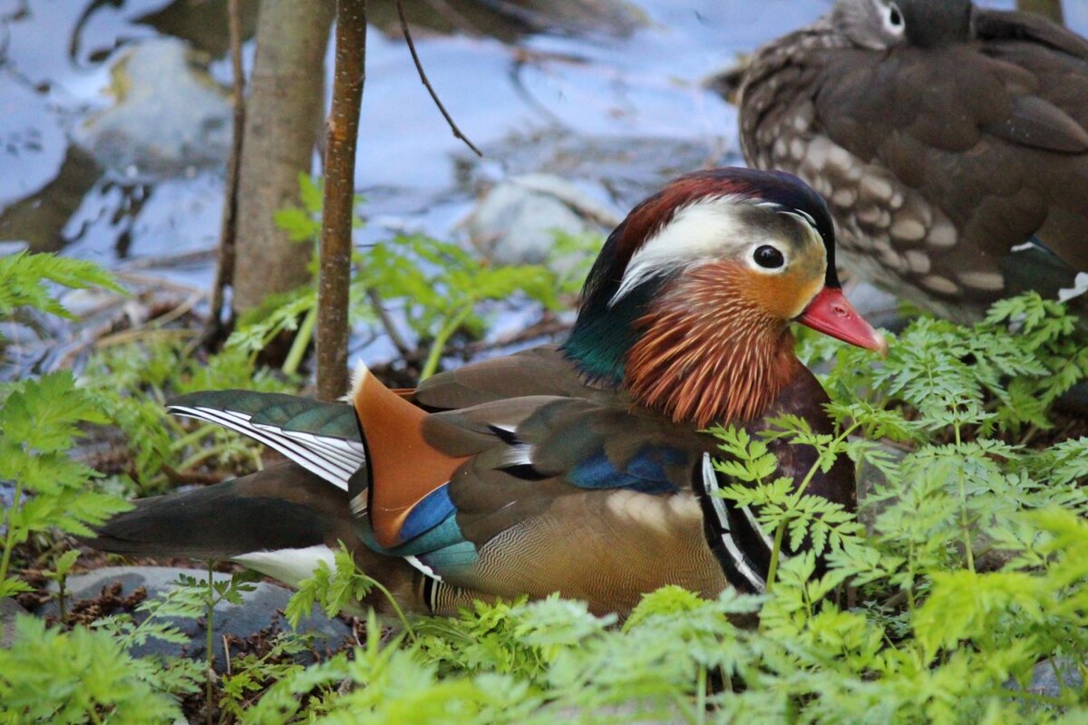 Утки-мандаринки в фен-шуй (так их еще называют) символизируют гармонию и взаимопонимание в семейных отношениях, взаимную любовь и заботу о партнере.