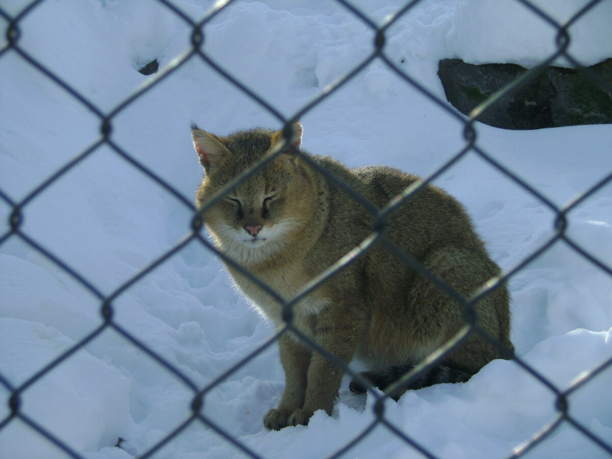 Греемся на зимнем солнышке.