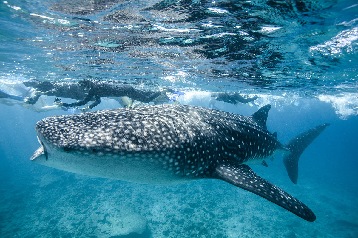 фото с сервиса Яндекс Картинки