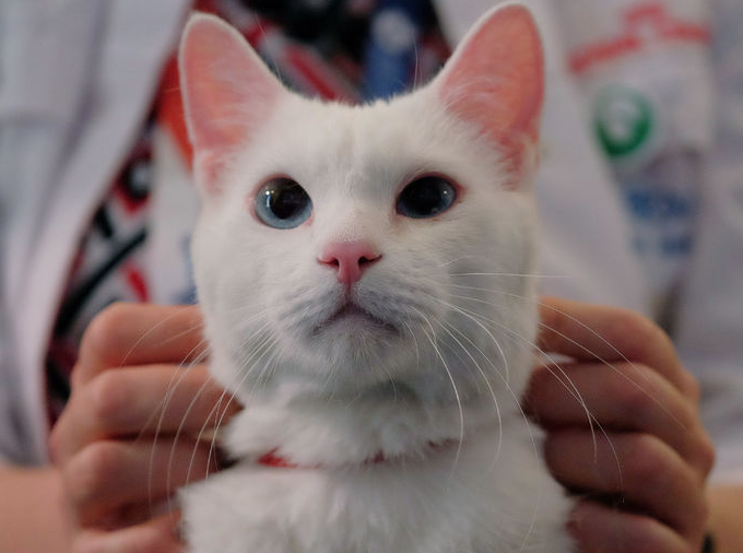 Тот самый Ахилл. 