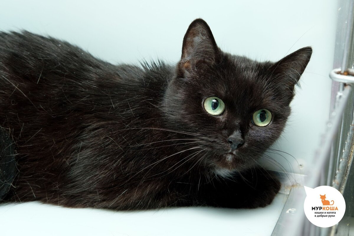 Мура кошка. Кошка мурзится. Мура кошка. Кошки самара. Муромские кошки.