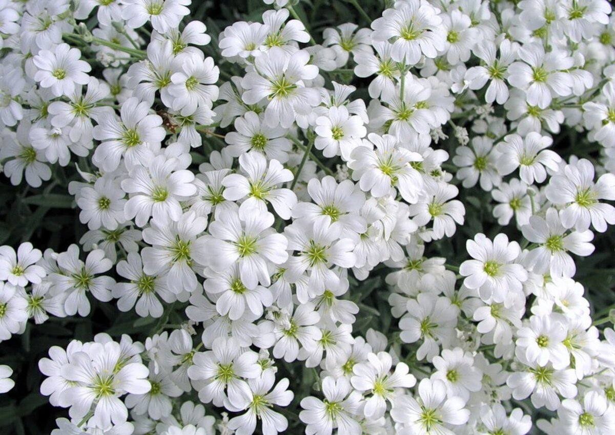 Ясколка (Cerastium) Биберштейна