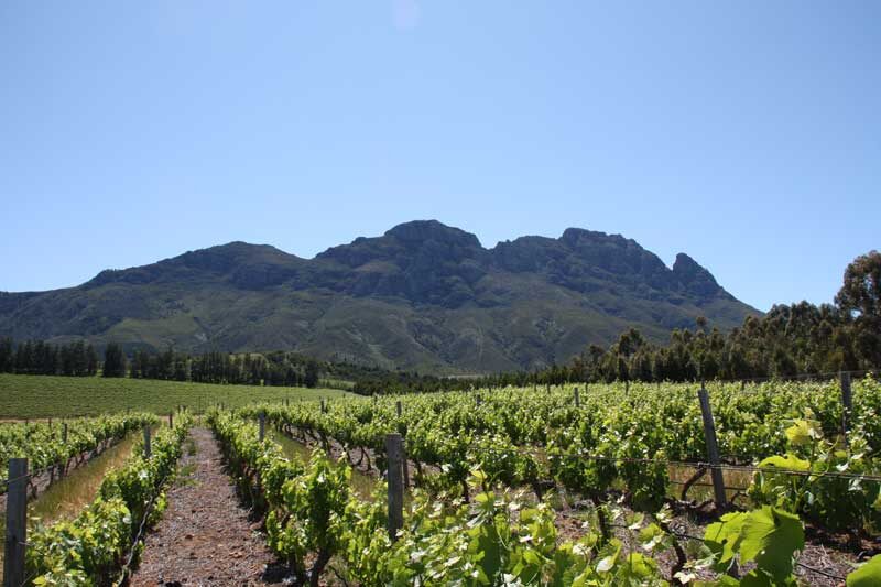 ​​​ Южная Африка подвела итоги: урожай 2018 года оказался самым скудным за последние 13 лет. По сравнению с нещедрым 2017 он меньше на 20%. Результат многолетней засухи сказался в первую очередь на маленьких винодельнях, производящих высококачественные вина. 

И это значит - сейчас время закупиться хорошенькими Пинотажем(гибрид сенсо и пино нуар) и Шенен Бланом. Эти сорта являются визитными карточками этой страны. 

@WG