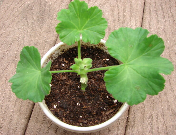 В цветочных магазинах можно купить уже говой субстрат для герани