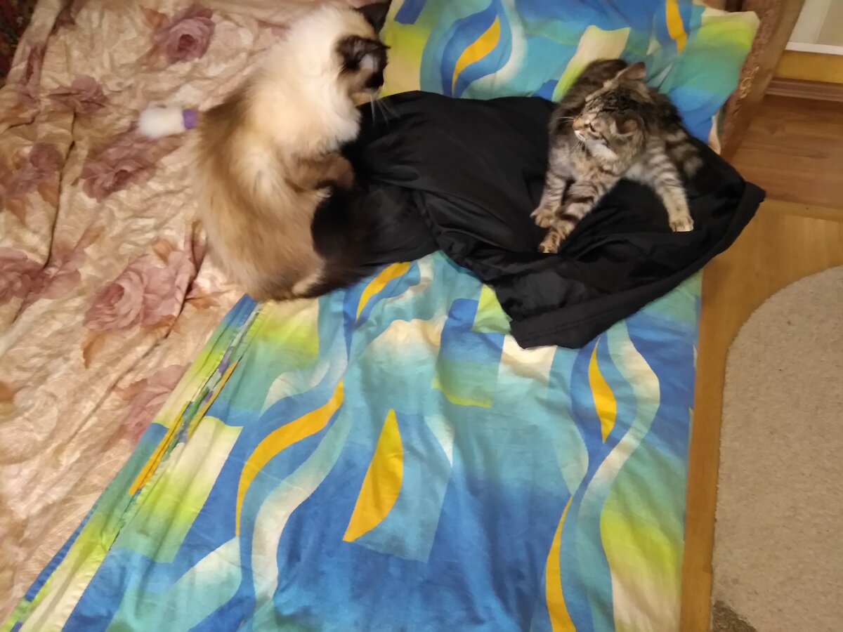 ну никак не хочет понять, что коту сейчас не хочется играть