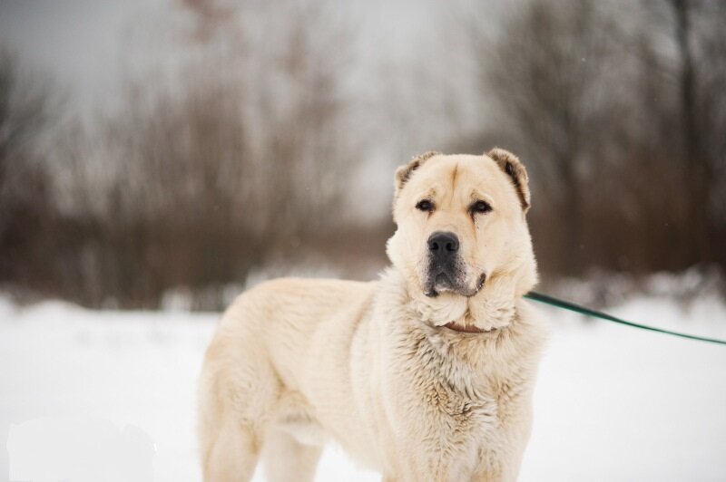 Рост от 70 см. Вес от 50кг. Продолжительность жизни  12-14 лет.