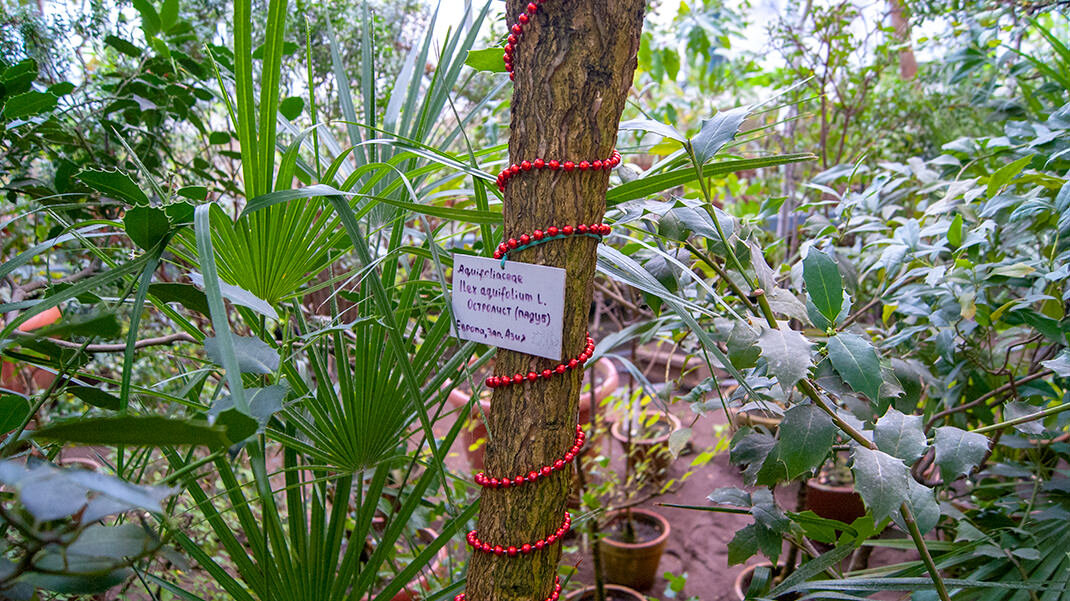 оранжерея питер ботанический сад. ботанический сад петра великого. цитрусовые в ботаническом саду спб. оранжереи ботанического сада санкт-петербург. ботанический сад оранжерея субтропики.