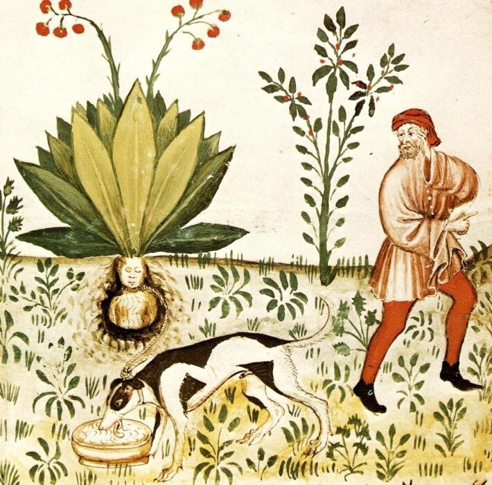 Иллюстрация из Tacuinum Sanitatis - средневековой книги о здоровом питании. Источник: Википедия