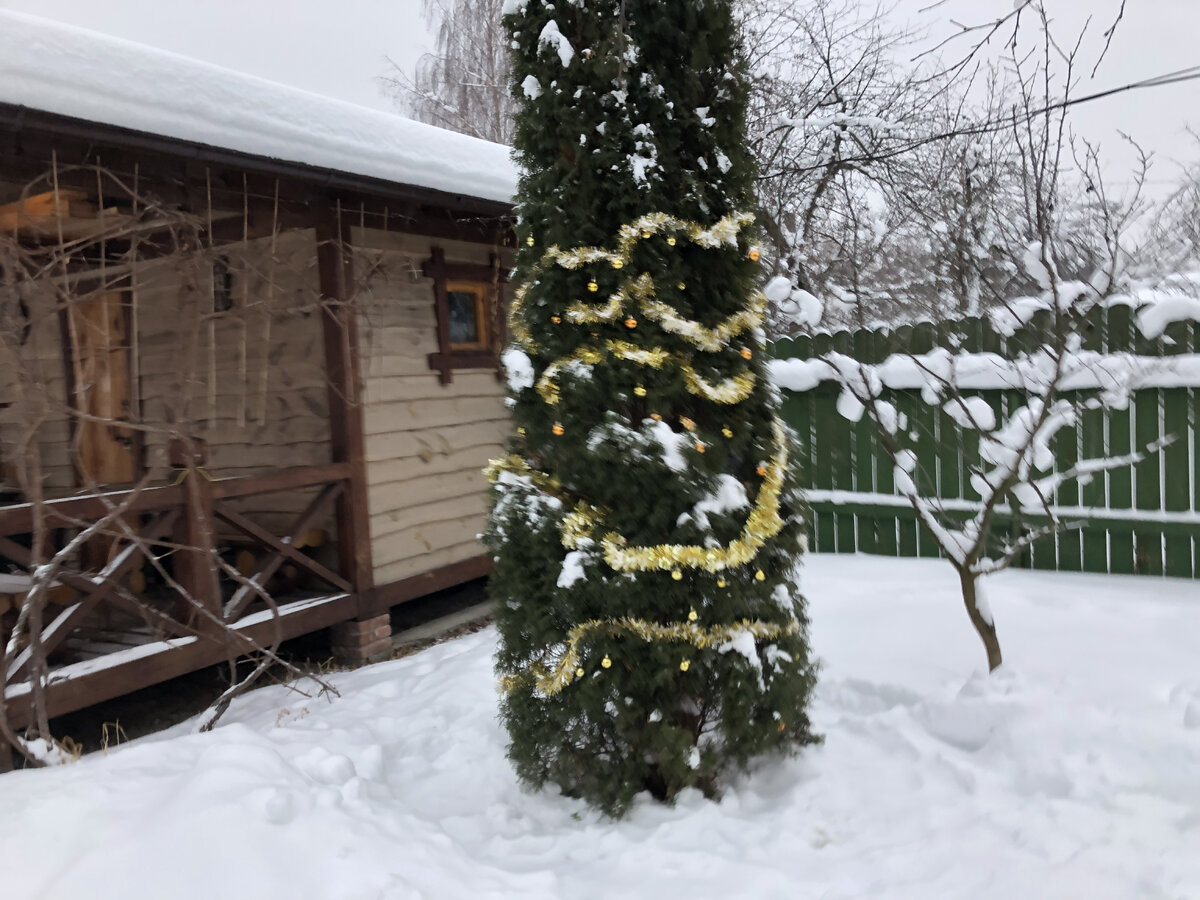 Елка на даче фото