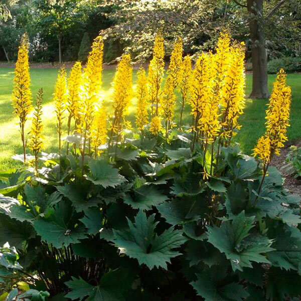 Источник: sadowodam.ru