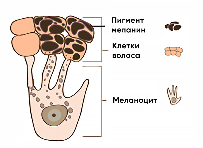 В собственно коже отсутствует меланин. Меланоциты. Меланоцит строение. Клетки меланоциты.