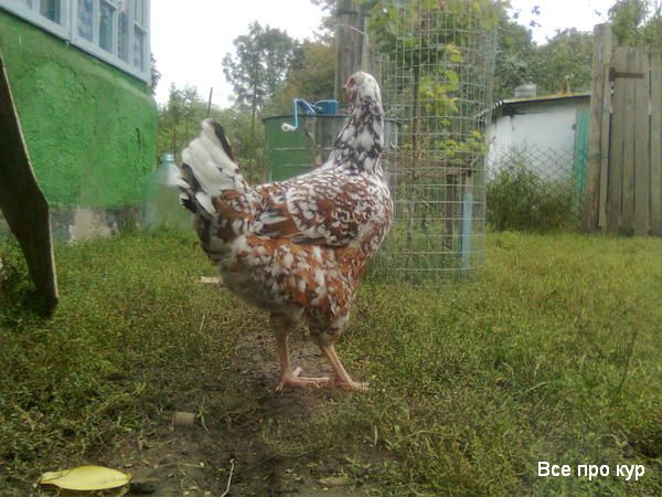 Куры мясо-яичной породы Виандот. Описание породы. Характеристика, содержание и у