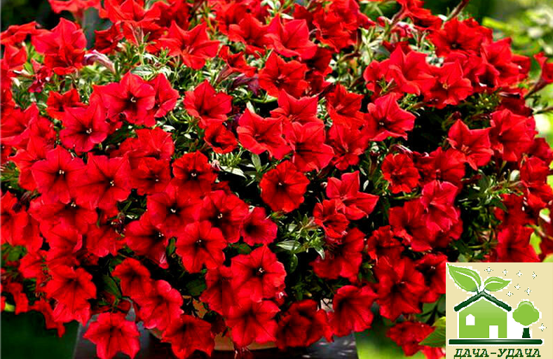 Surfinia deep red фото