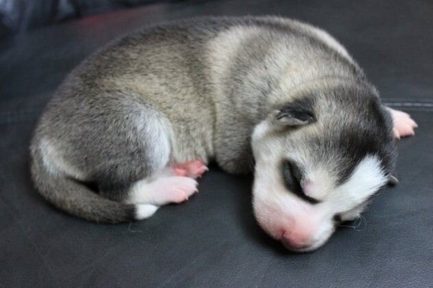 Источник фото: http://cdn.attackofthecute.com/February-13-2013-20-35-39-d.jpg