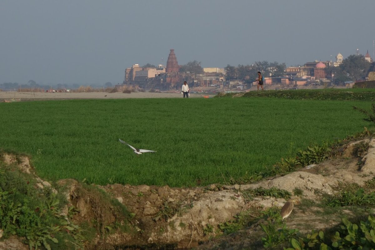 местами Вриндаван даже зелен