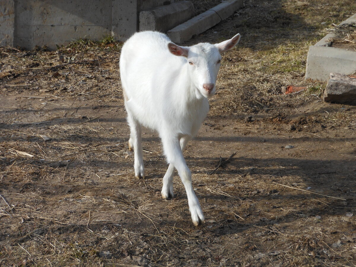 Вот походка готовой к покрытию зааненской козочки.