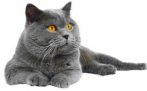  По стандарту существует целых 10 отличительных характеристик этой породы от британской короткошерстной кошки, но на практике выявить хотя бы три из них бывает трудно. И вся эта неразбериха наблюдается от того, что на протяжении долгого времени представителей этих двух пород относили к одной породе - британской короткошерстной. Лишь в 2005 году выделили новую породу кошек - шотландская прямоухая.ОписаниеХарактерУходПитание
