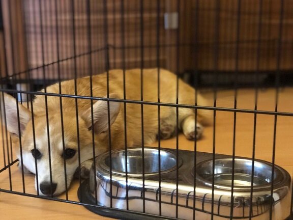 "Заперли меня... За что? Какое плохое зло я вам сделала?"