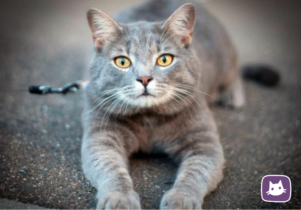 Кошка проходит. Какого цвета кошка
