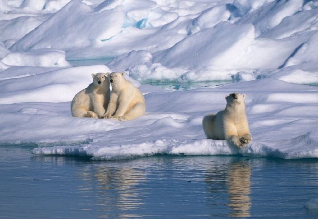 Северный ледовитый животный мир. Шпицберген белые медведи. Северный Ледовитый океан белый медведь. Северно-Ледовитый океан Шпицберген. Остров Шпицберген.