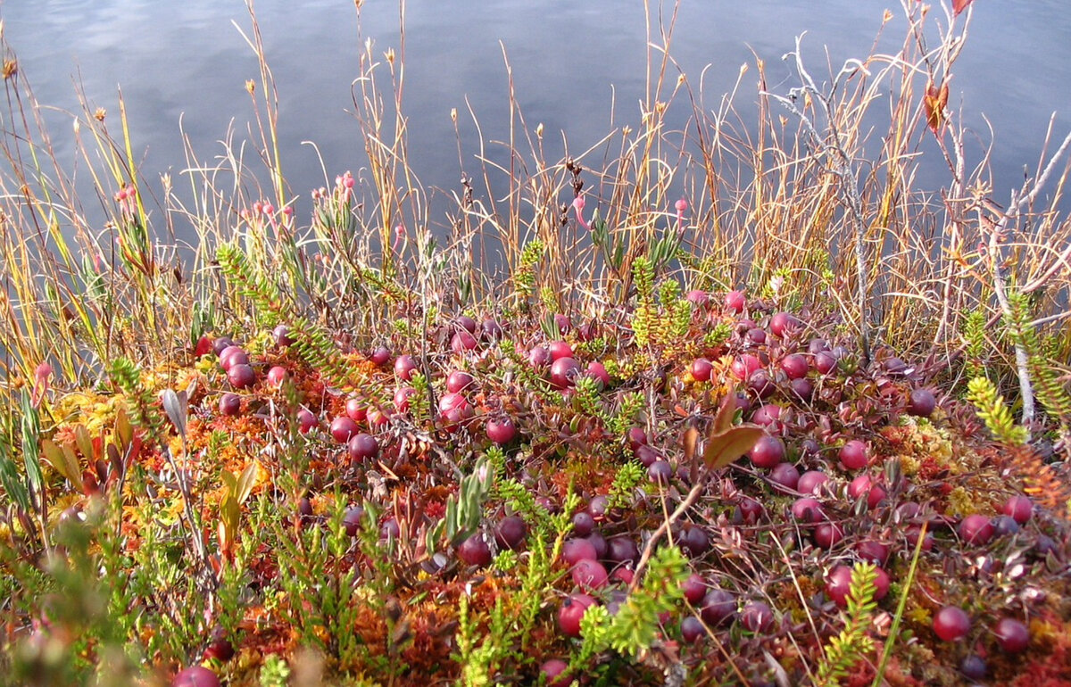 Фото pixabay.com