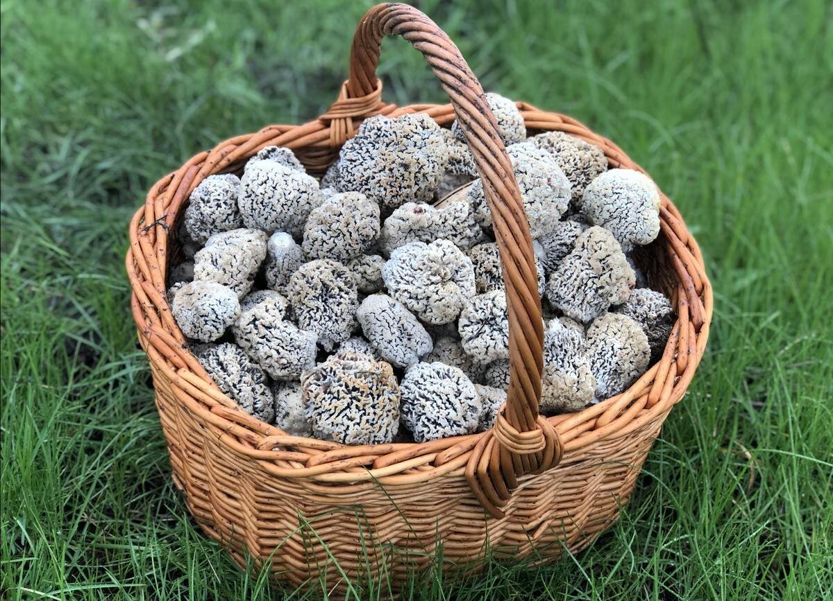 Вот ты какой, степной сморчок (фото О.Губановой)