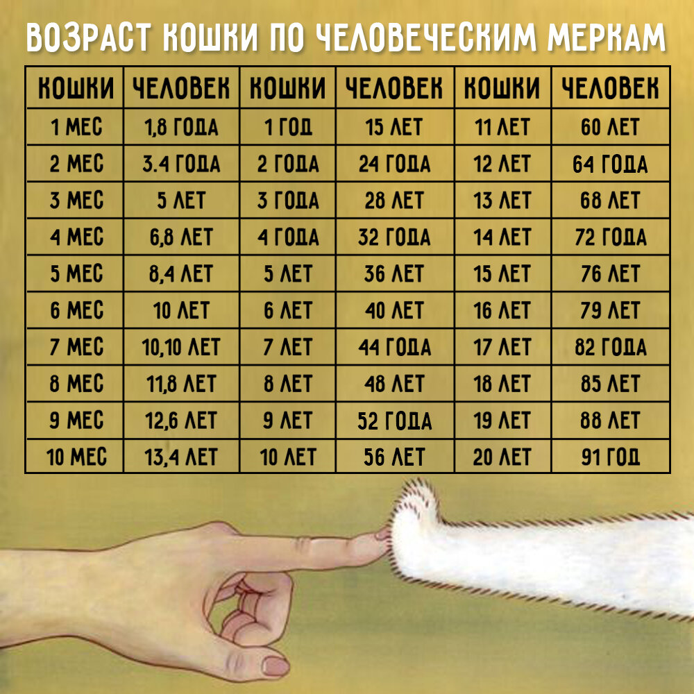 Сколько живут кошки?