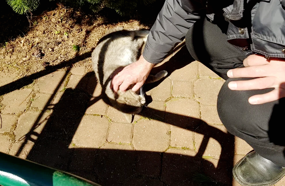 Как обычно Маруся млеет, мурчит, томно смотрит в глаза (я не отвлекала их, поэтому, Маруся ревность не проявляла - всё внимание ей было). 