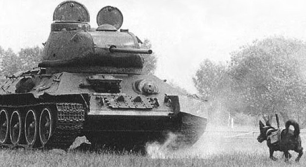 Дрессировка собаки советскими специалистами для подхода к запущенному танку и последующей условной детонации взрывчатки (на спине животного подсумок с тротилом)