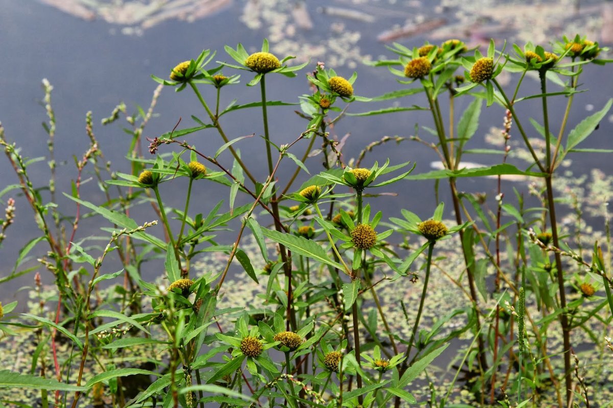 Фото из интернета