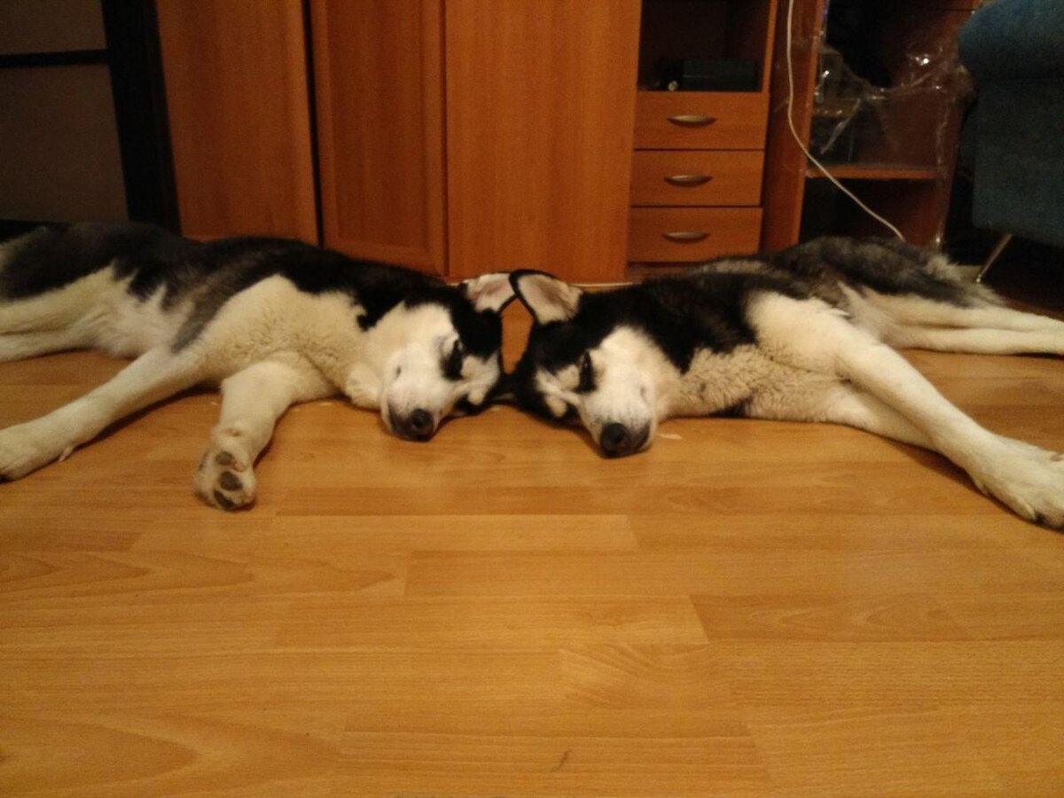 Наши зеркальные хаски