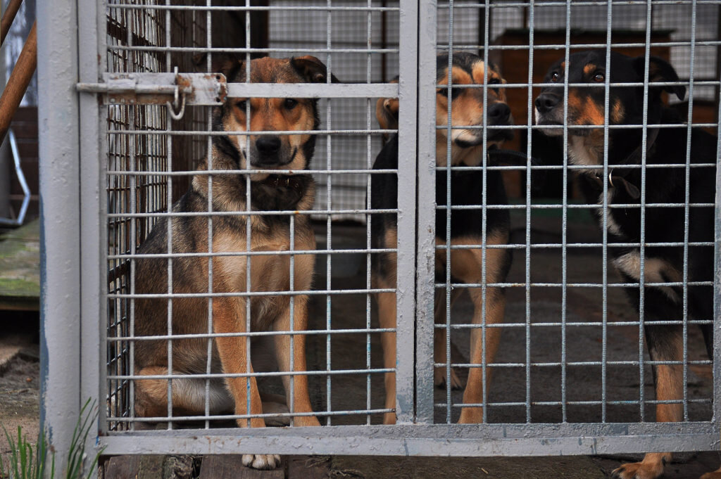 шереметьевский приют