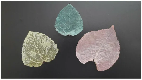    Скелетированные листья