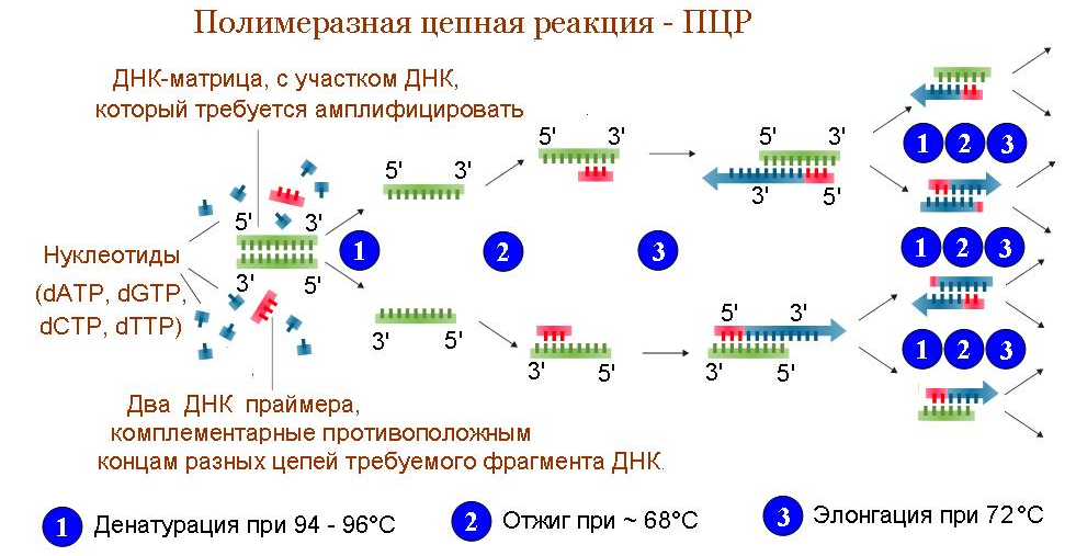 Схема ПЦР