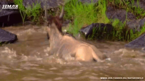 Счастливым финалом история заканчивается не для всех.