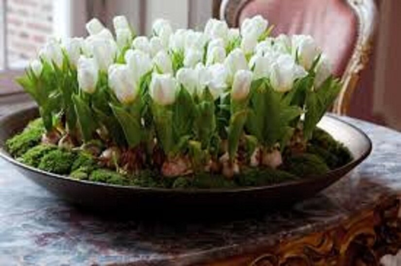 Многие, желая порадовать близких и родных выращенными собственноручно цветками на 8 марта, задаются вопросом - можно ли дома вырастить тюльпаны?