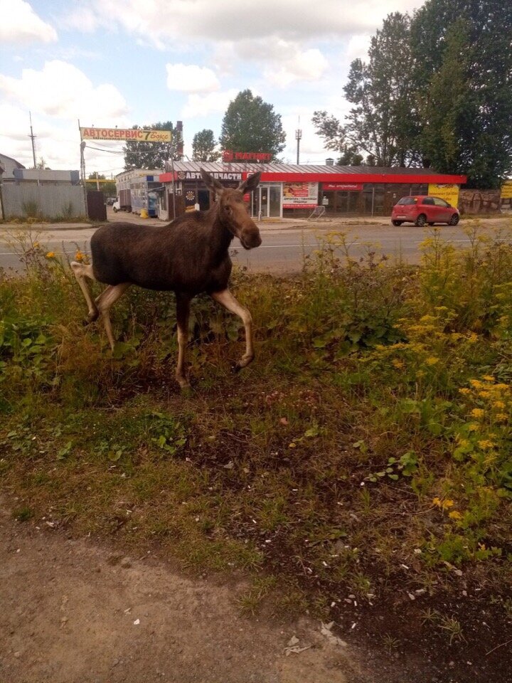Фото: “Пушкин/Царское село”